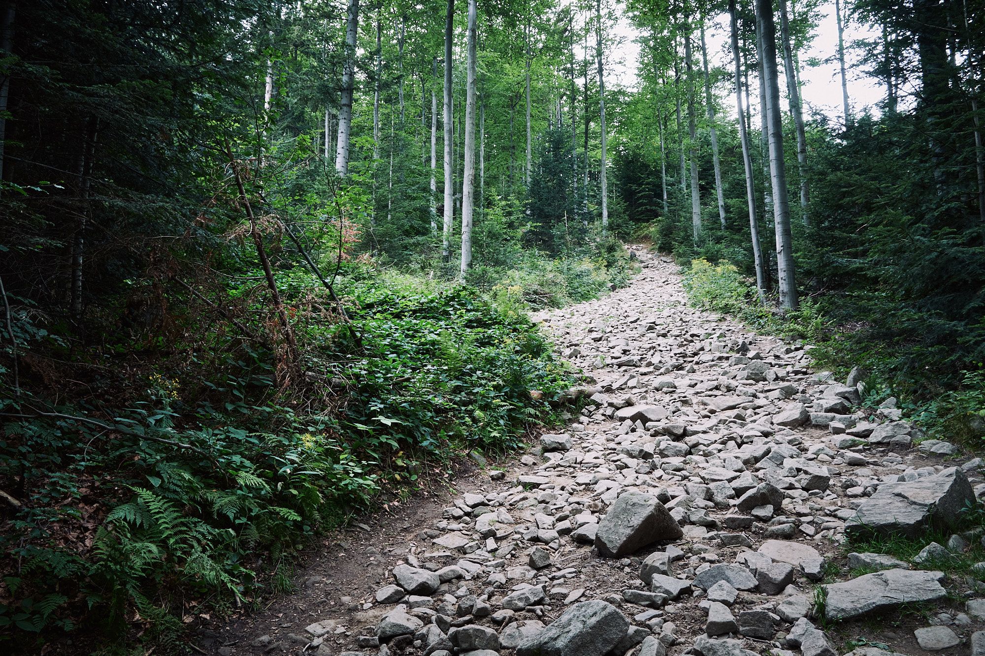 Beskid Wyspowy