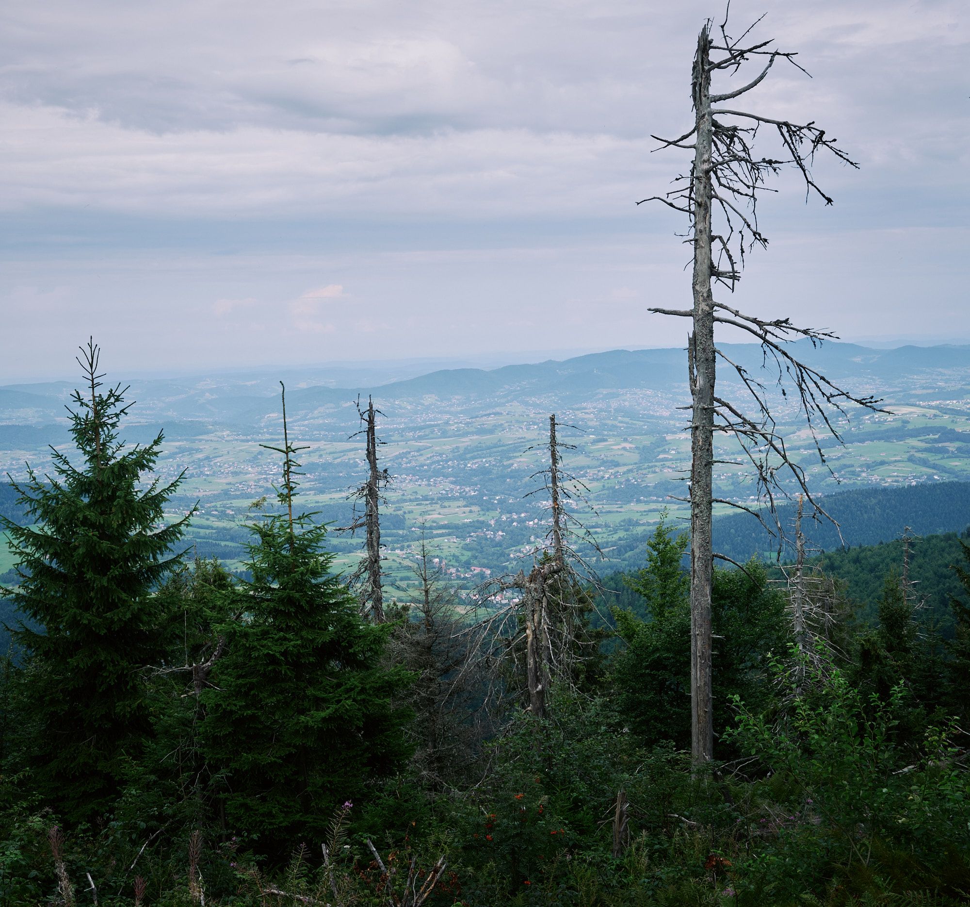 Beskid Wyspowy