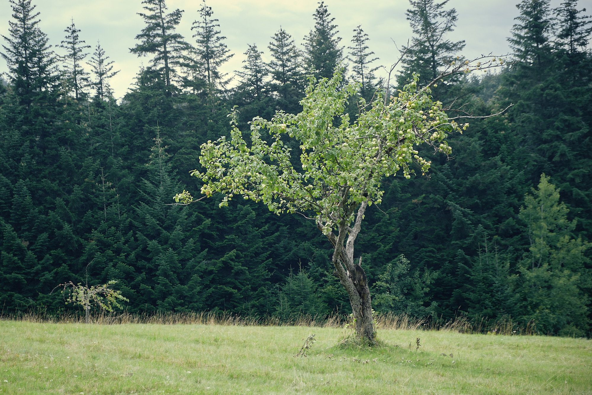 Beskid Wyspowy